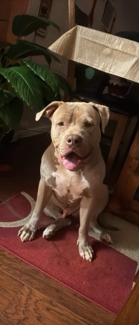 American Bully Pit in need of rehoming
