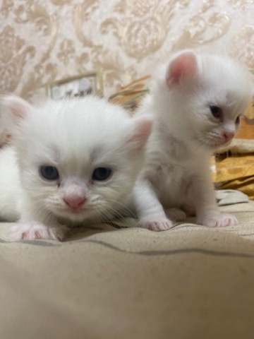 Persian (Traditional) – Adorable One-Month-Old Persian Kitten Couple!