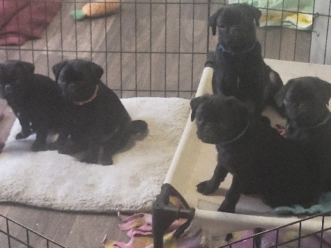 Pug – black pug puppies – San Antonio