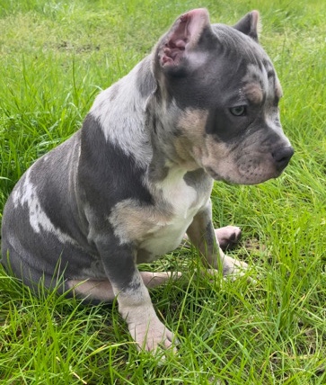 American Bulldog – lilac XL bully