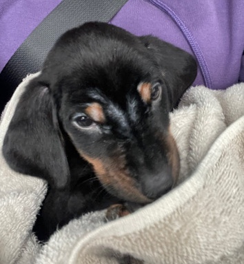 Doberman Pinscher – Doberman puppy