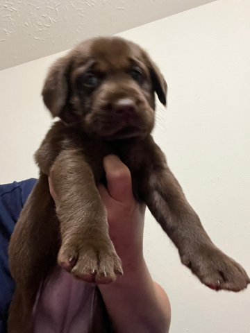 Labrador Retriever – AKC register chocolate Labrador