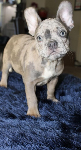 French Bulldog – Fluffy frenchies