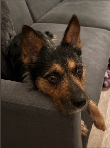 Max needs a new home !