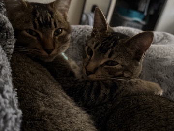 Russian White, Black and Tabby – Twin Tabby Boys – Brentwood