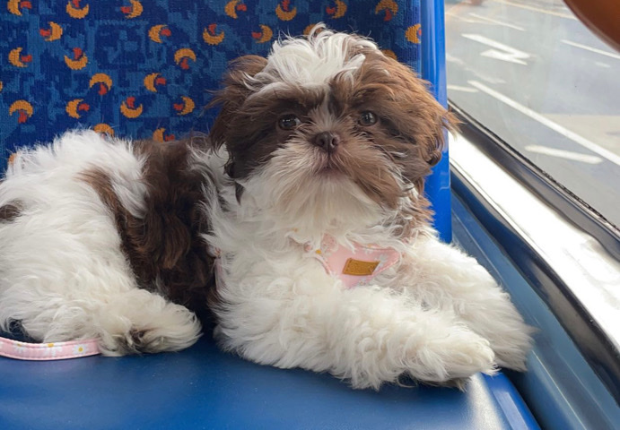 Shih Tzu – Lily ready to take