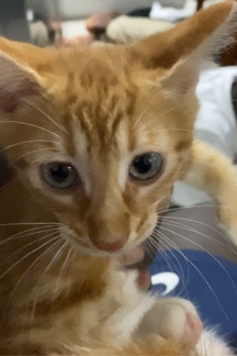 Munchkin – Munchkin kitten