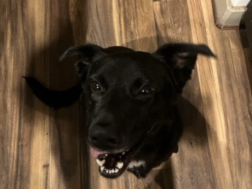 Labrador Retriever – FREE Black lab – Sugar Land