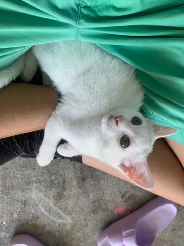 WHITE cat with grey eyes!
