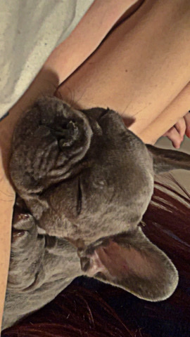 French Bulldog – needs home
