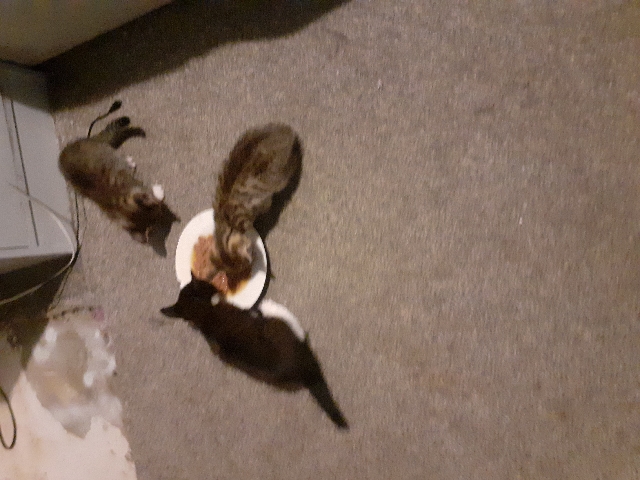 kittens