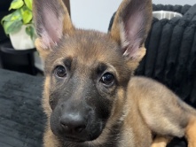 German Shepherd – Rose – Elizabeth