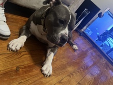 American Pit Bull Terrier – amazing dog! very friendly with kids – Central Falls