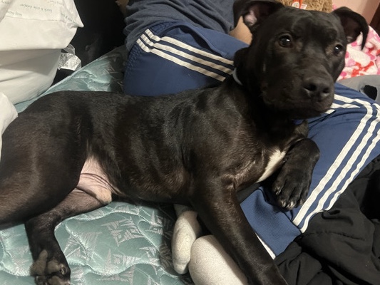 Mixed Breed – Rehoming of duke – Minneapolis