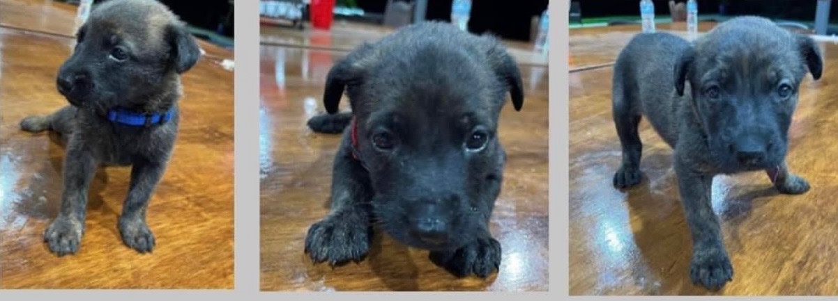 Pure Breed Dutch Shepherd 