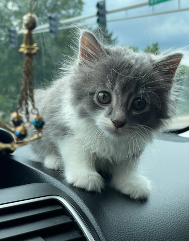 Nebelung – kitten