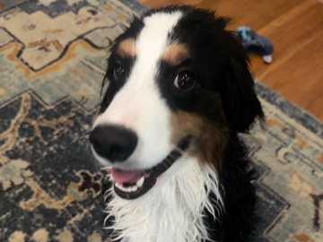 Bernese Mountain Dog – Meet Jolene – Swarthmore