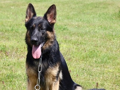 German Shepherd – German sheppard – Des Moines