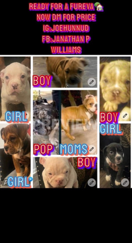 American Bulldog – american micro bully