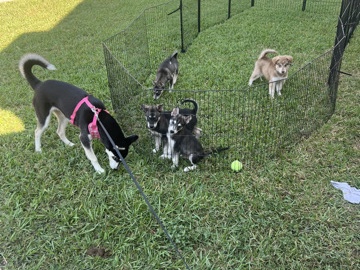 Siberian Husky – Husky puppies to a great home. – Humble
