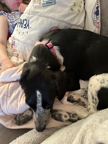 Border Collie – bella