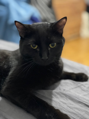 Bombay – Gorgeous kitten for sale