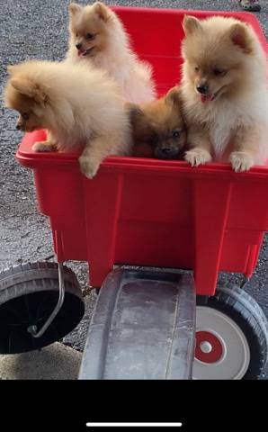Pomeranian – Purebreed pom puppies🐾