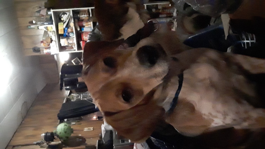 Beagle – Meet Bambi
