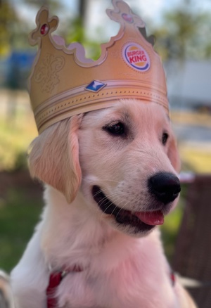 Golden Retriever – selling 4 months Golden Retriver