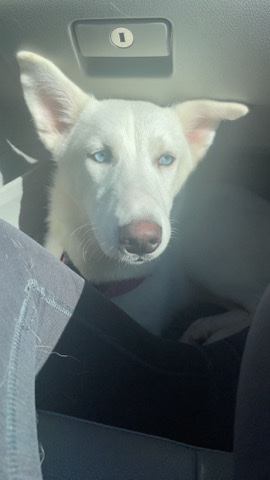 Siberian Husky – white husky for rehome:)
