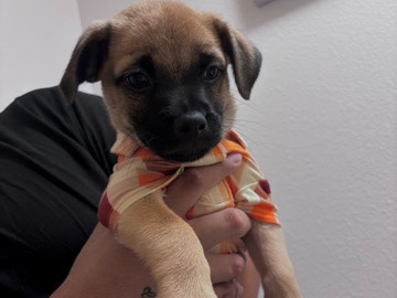 German Shepherd – puppy – Azusa