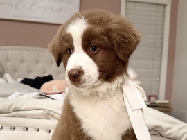 Australian Shepherds 