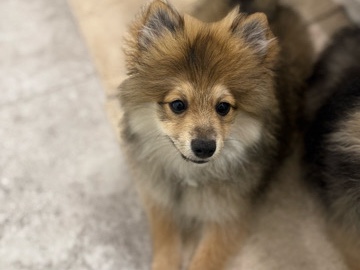 Pomeranian – Female Pomeranian – Garland