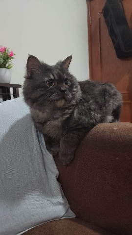 Persian (Modern) – Moon