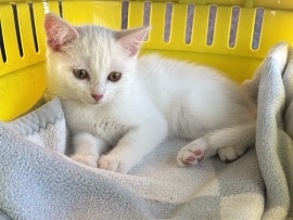 British Shorthair – Liebevolles weißes Kätzchen sucht ein neues Zuhause – Mannheim