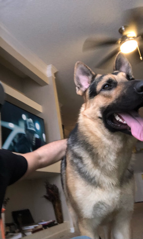 German Shepherd – German Sheperd