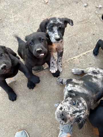Australian Shepherd – Aussiedor puppies- 9 weeks