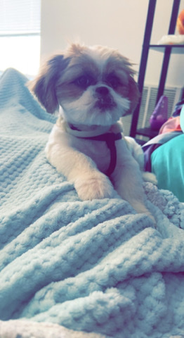 Shih Tzu – Peek a tzu (Shih tzu) puppy