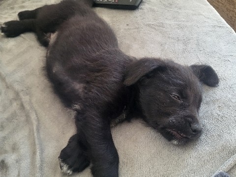 Cane Corso – cana corso x greyhound puppy for sale – South Yorkshire