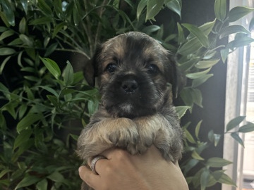 French Bulldog – French bulldog / Poodle Puppies – Houston
