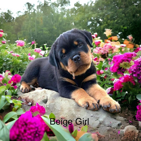 Rottweiler – AKC Rottweilers