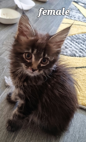 Maine Coon – GCCF registered maine **** kittens