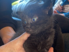 British Shorthair – Adorable British Shorthair Kitten – Chesterfield – Chesterfield