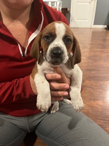 Basset hound puppies 