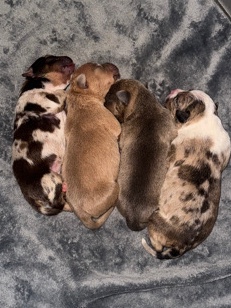 American Bulldog – Standard American bully