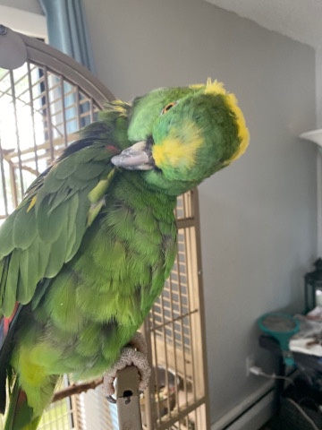 Amazon Parrot – Amazon Parrot