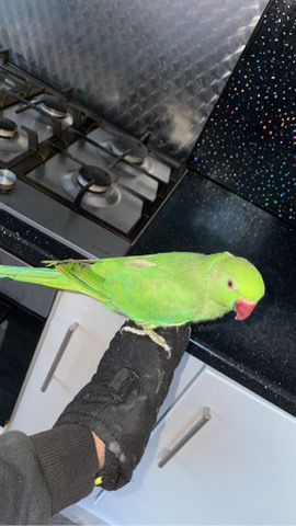 parrot – young green ringneck parrot