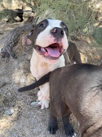 American Pit Bull Terrier – 3 Pitbull Puppies *girls