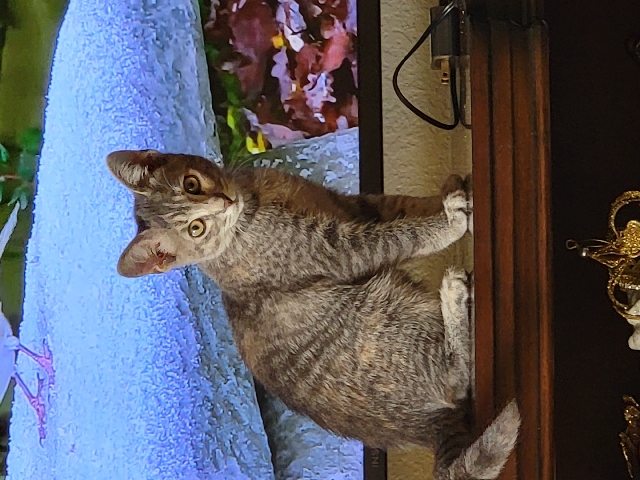 European Shorthair – 3 mo old kittens need Home