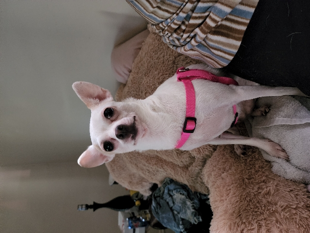 Chihuahua